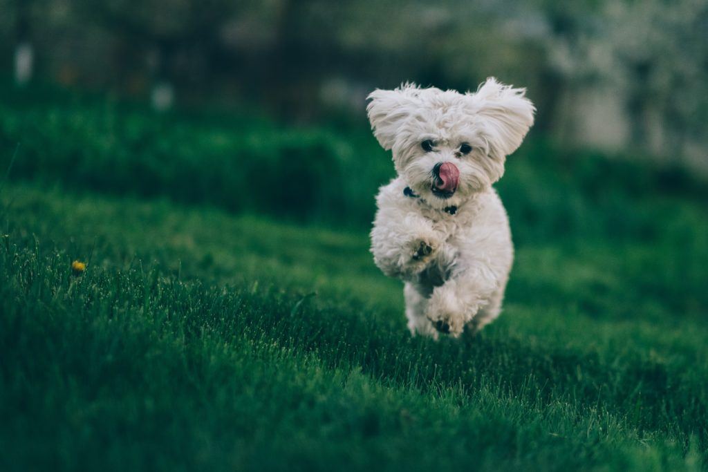 Dog Zoomies