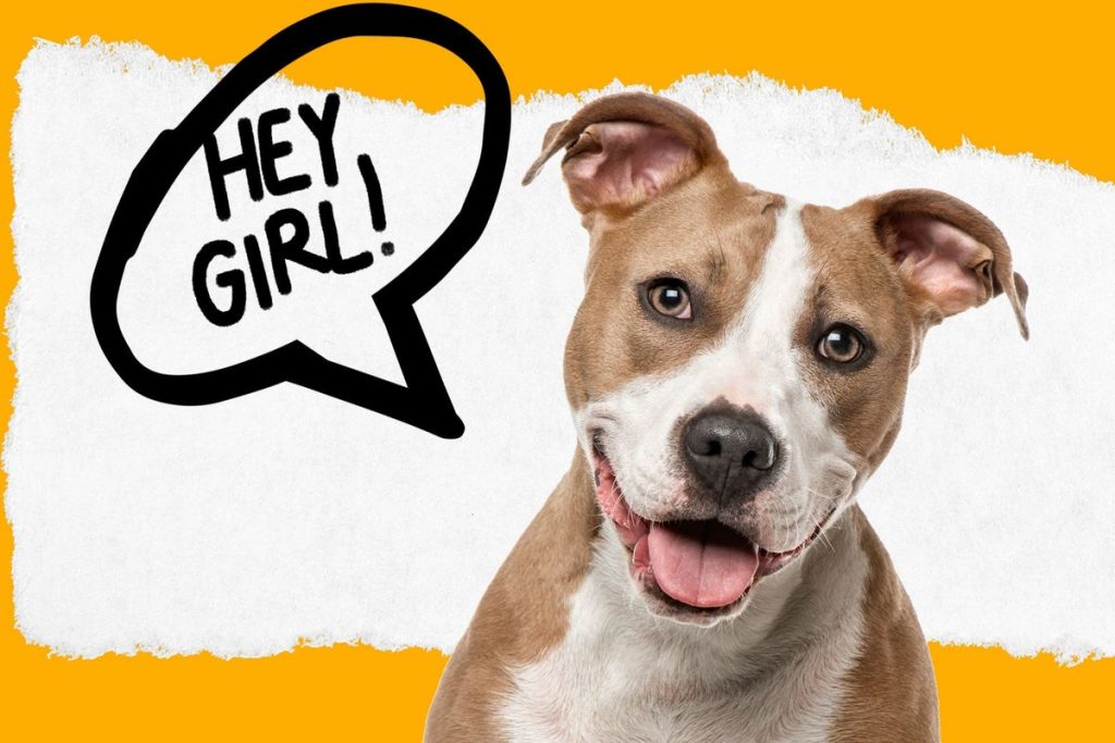 Teach your dog to talk