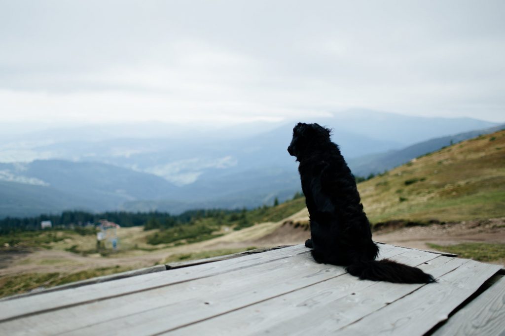 a black dog overseeing the fields - memory of lost dog