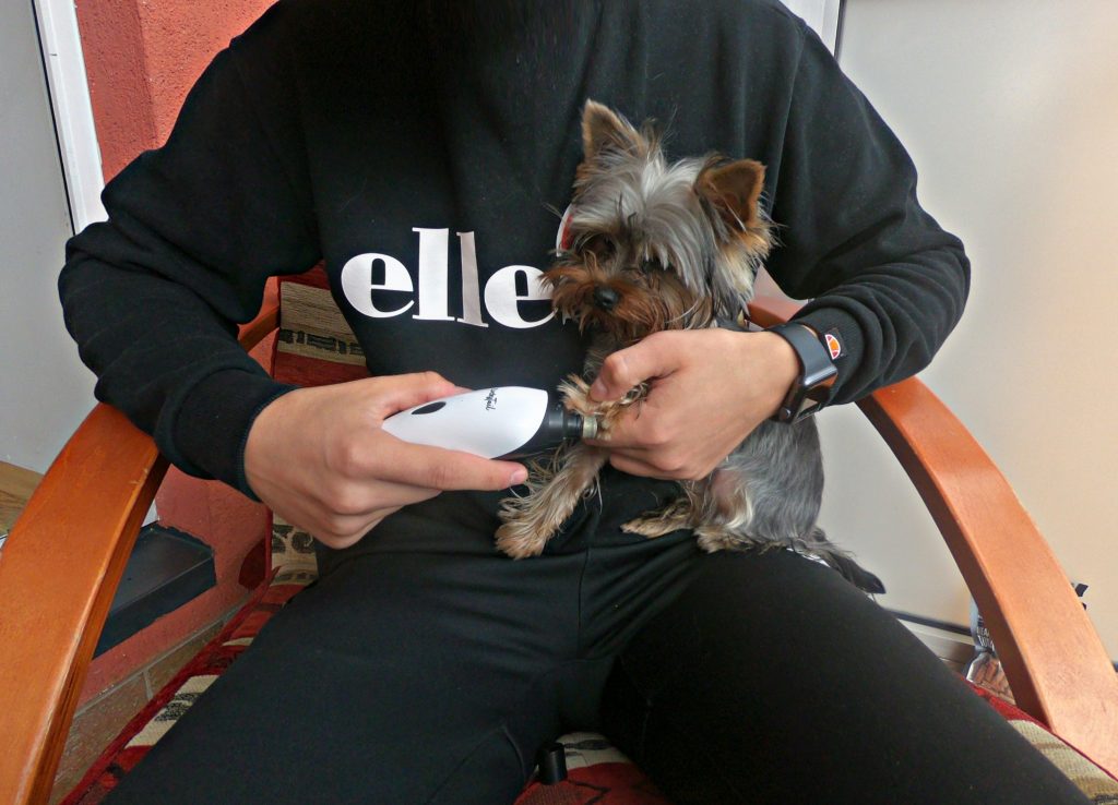 a man nail cutting a dog