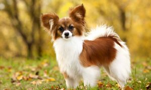 teacup Papillon - how to teach a dog to talk