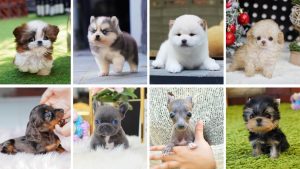 teacup dog breeds