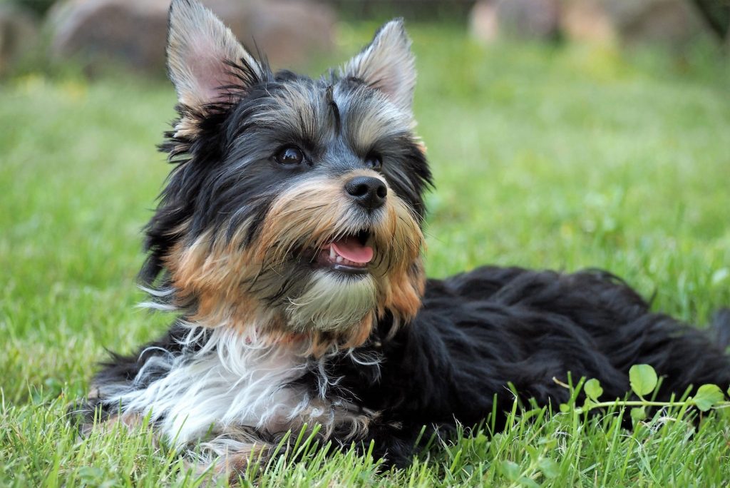 Choosing the Right Dog Breed