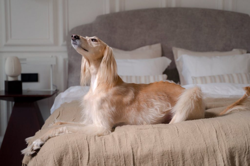 a long and flesh colored dog on a bed - dog's breed connection to your character