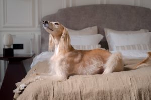 a long and flesh colored dog on a bed - dog's breed connection to your character