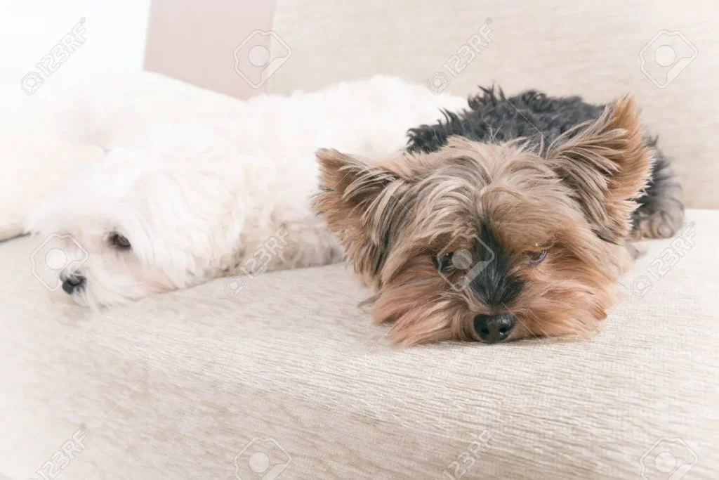 yorkies in couch cover