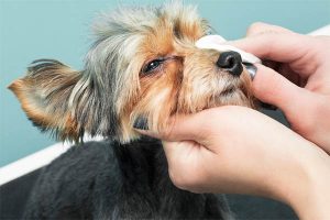 Baby Wipes on Dogs