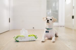A dog sitting on the floor with dog wipes near the dog