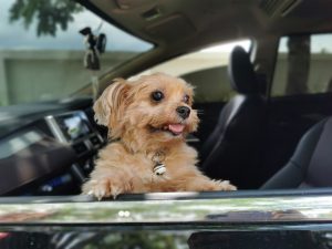 Yorkie in a car