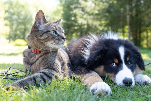 a cat and a dog lying on the grass - positives and negatives of pet insurance