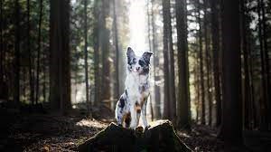 a dog posing for a picture
