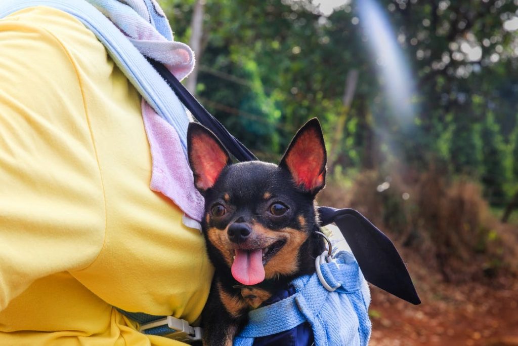 a person carrying a dog - travel better with your furry kid
