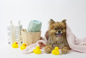 dog and shampoos