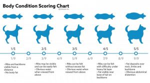 dog body chart