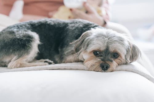 a yorkie dog lying on a mat
