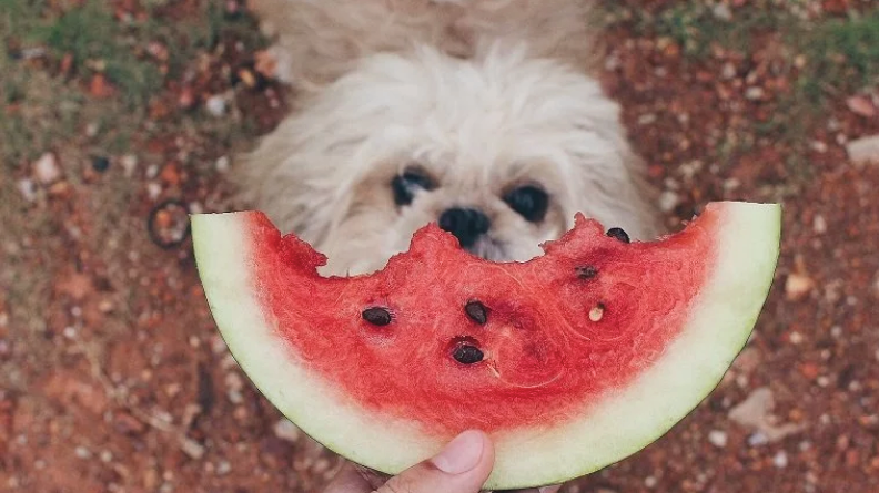 dogs eating watermelon