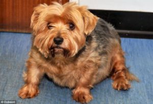 fat yorkie and the pet owner using the dog BMI calculator