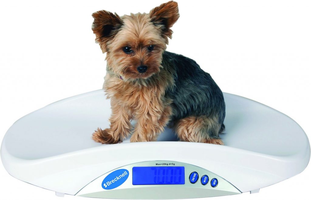 yorkie on a scale