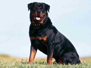 Rottweiler Dogs - how to teach a dog to talk