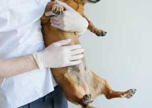 Dog Vulvar Dermatitis