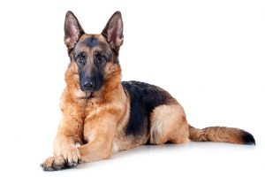 German Shepherd dog breed