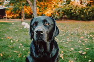 labrador retriever
