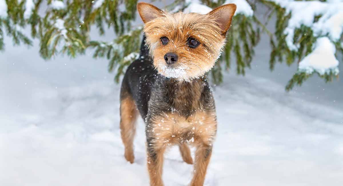 Yorkie in a snow