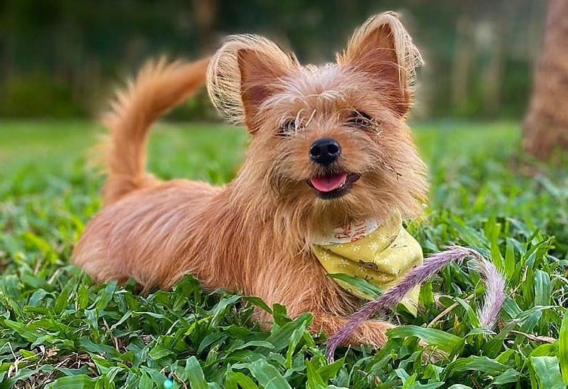 yorkie pomeranian on grass