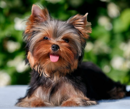 Black and Tan Yorkie