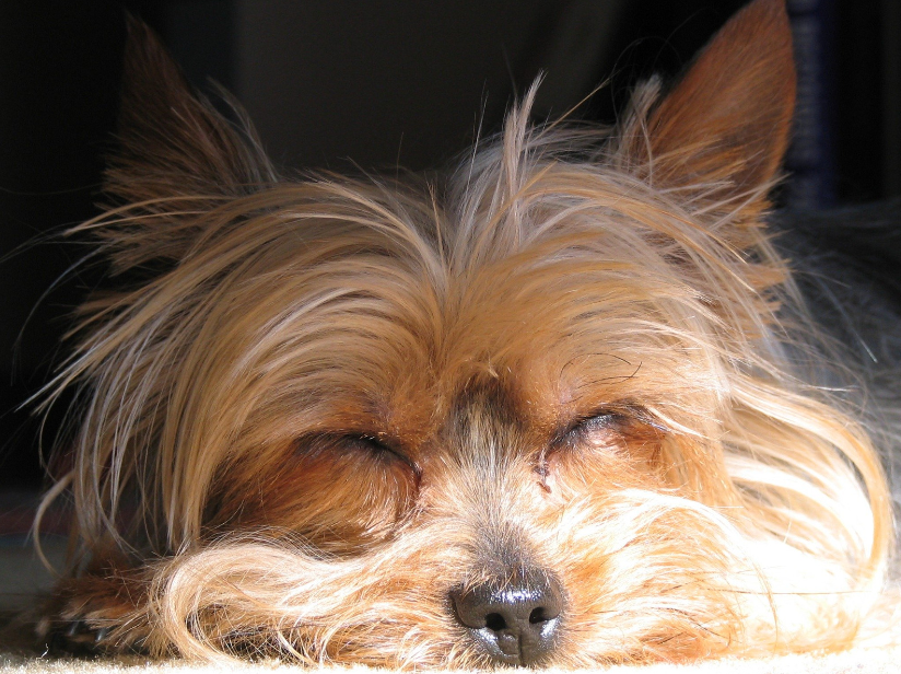 Sleeping Yorkie
