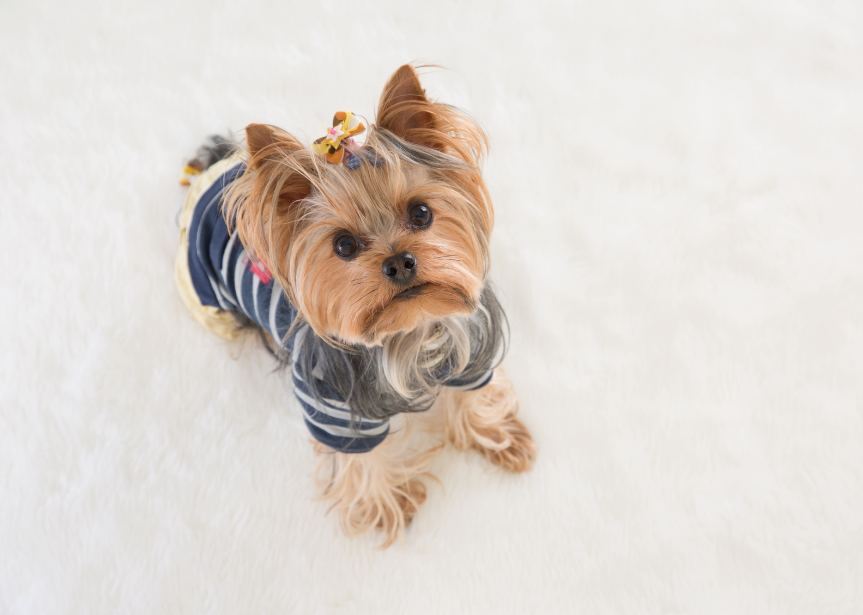 Yorkie Dog in Blue