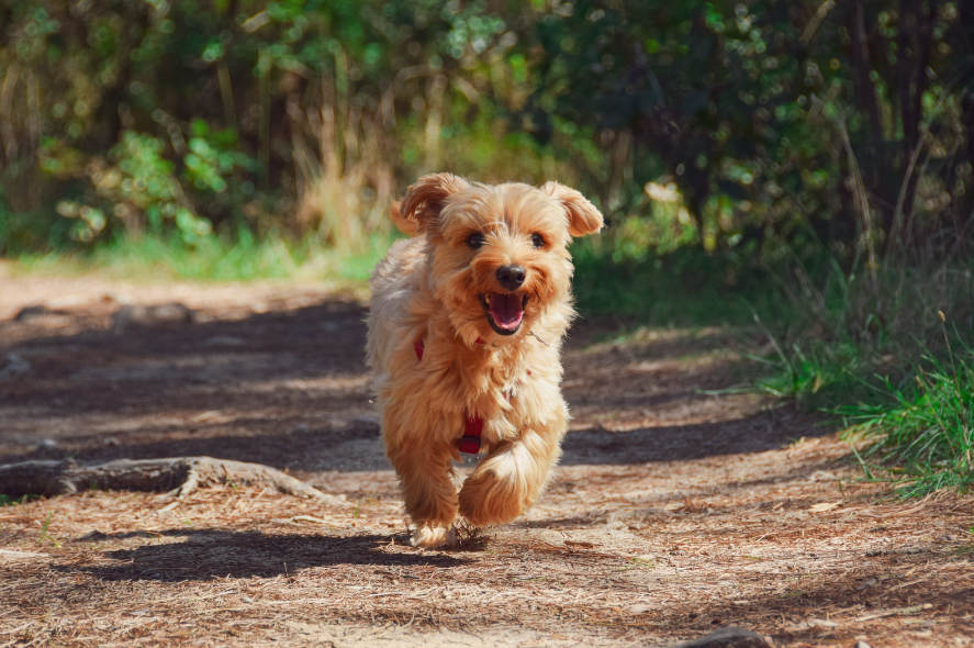 Running Yorkie Dog