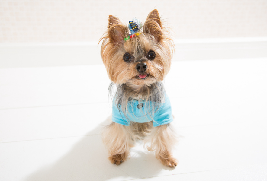 Yorkie dog in light blue