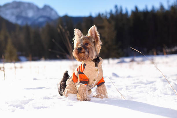 Yorkie in the snow
