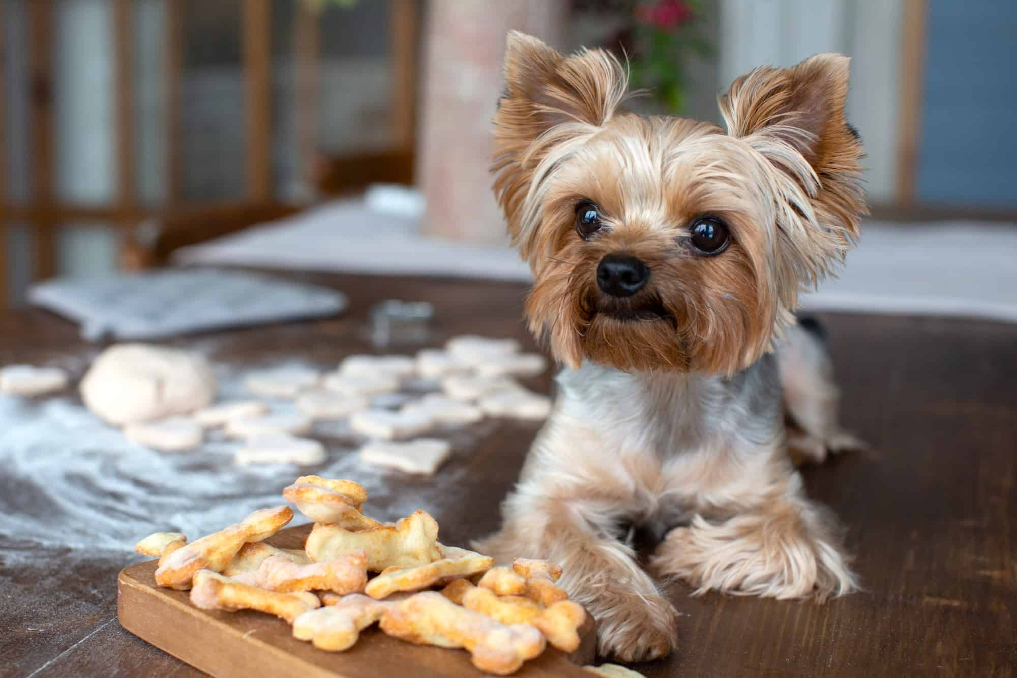 Yorkie with its treats