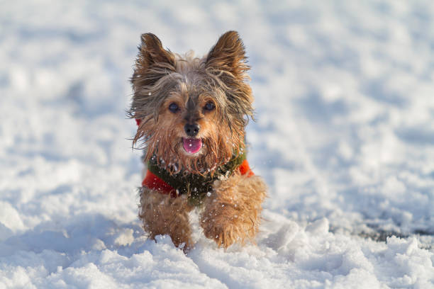 develop hypothermia small breed yorkies love other breeds other dogs many yorkies toy breeds