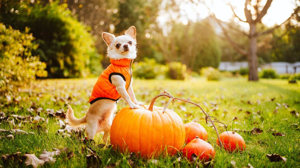 Pumpkins and the dogs