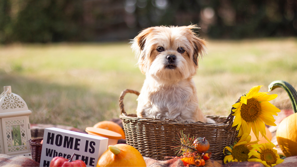 yorkie thanksgiving safety