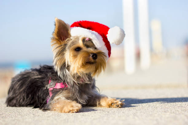 yorkie holiday gifts