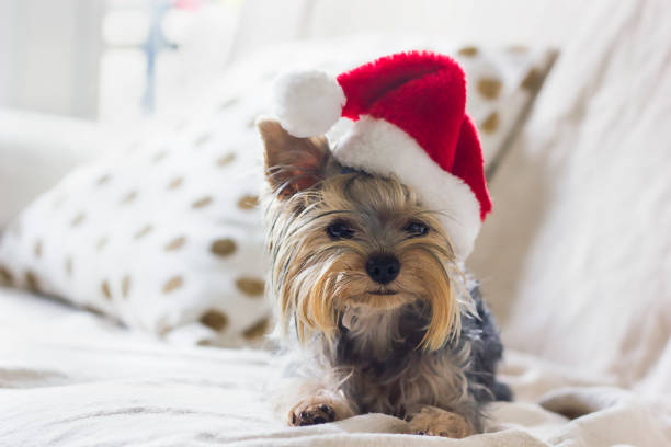 puppy love great gift microwave safe pooch yorkie holiday gifts
