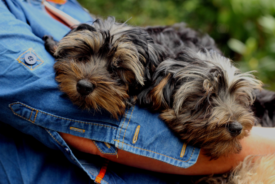 Black and Brown Long Coated Small Dogs