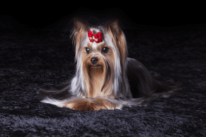 yorkie holiday gifts