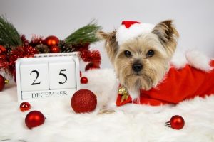 yorkie gifts yorkie lovers cozy dog bed yorkshire terrier yorkie gift beloved pet