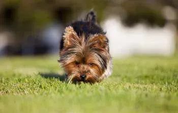 yorkshire terrier puppy dog trainer potty training training yorkshire terriers big dog
