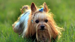 $10,000 Yorkie