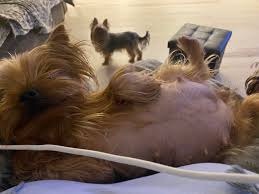 2 month pregnant yorkie