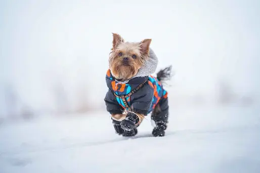 yorkie winter activities
