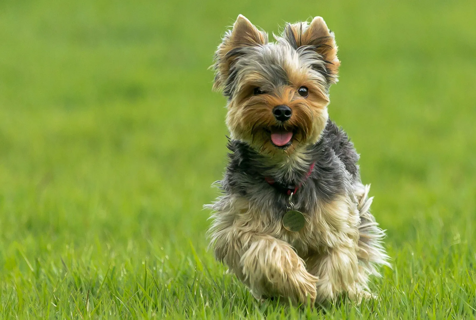running yorkshire terrier