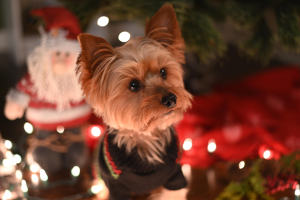 wholesome ingredients dog enjoys dog gingerbread banana yorkie christmas treats