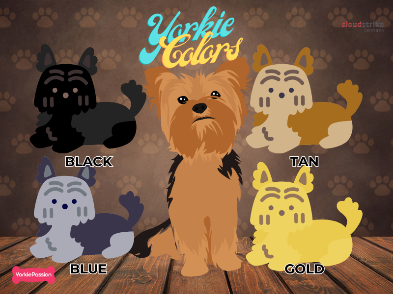 Infographic on Four Yorkie Colors